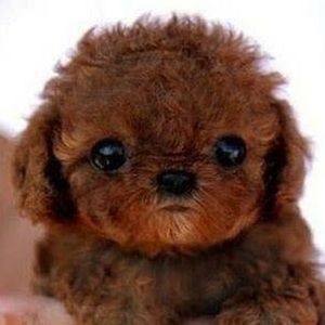 Meet your Posher, Ana